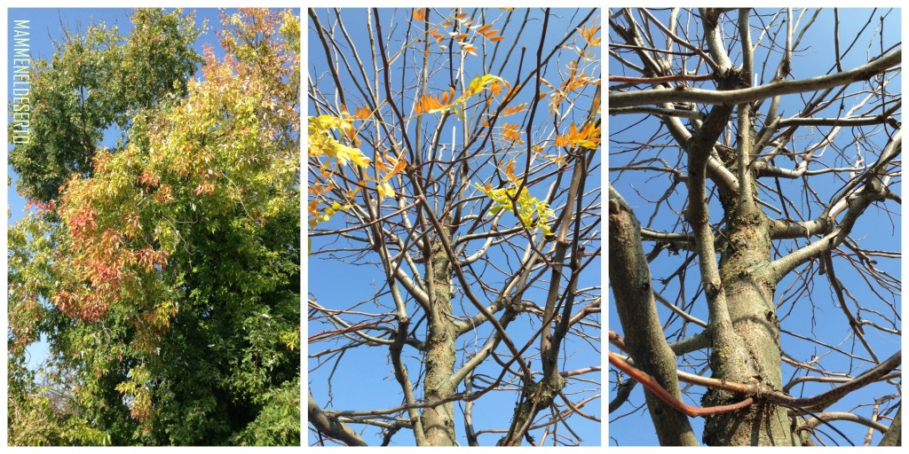 AUTUNNO