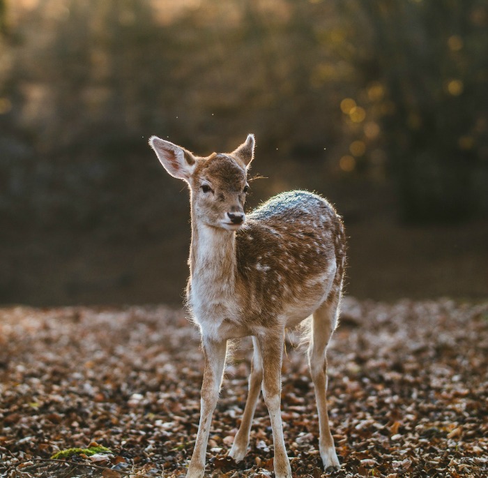 foto unsplash.com